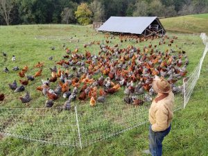 7 Homesteading with Chickens