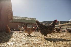 Sustainable and Eco-Friendly Chicken Coop Practices