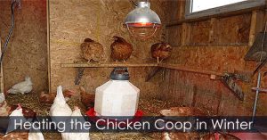 Chicken Coop Heat and Insulation