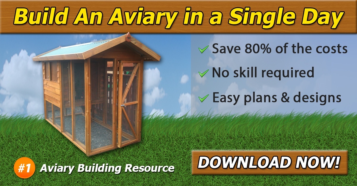 How to Build An Aviary