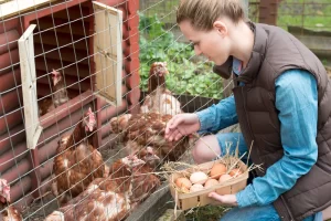 Common Chicken Coop Mistakes to Avoid.