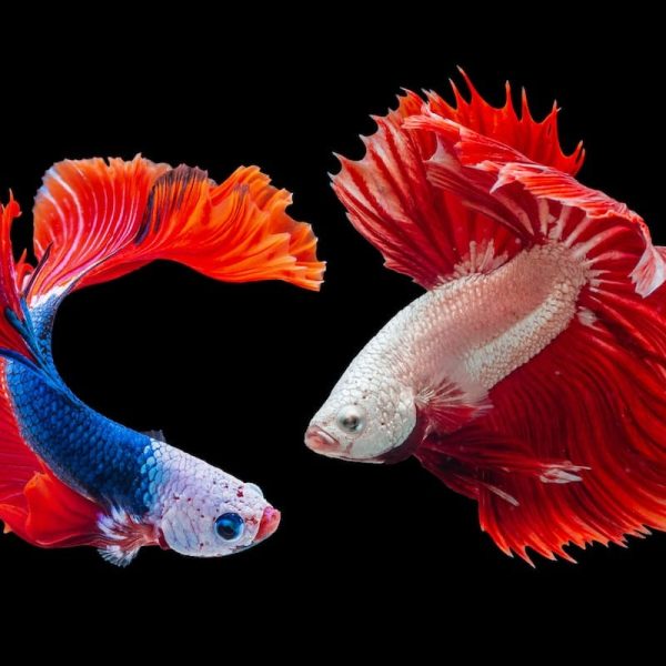 Betta Lovers Guide: A Comprehensive Guide for Betta Fish Owners