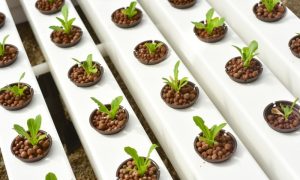 Getting Started In Hydroponics reviews