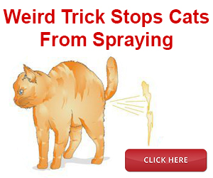 Cat Spray Stop Review