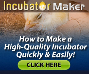 Incubator Maker Reviews