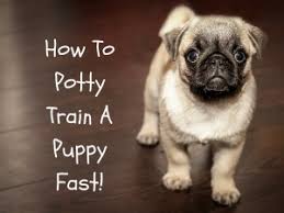 How To Housetrain & Potty Train Any Dog Review