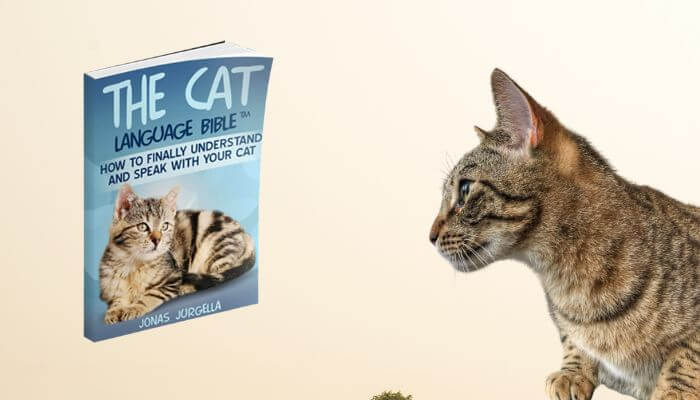 The Cat Language Bible Review